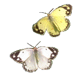 butterfly_22.gif